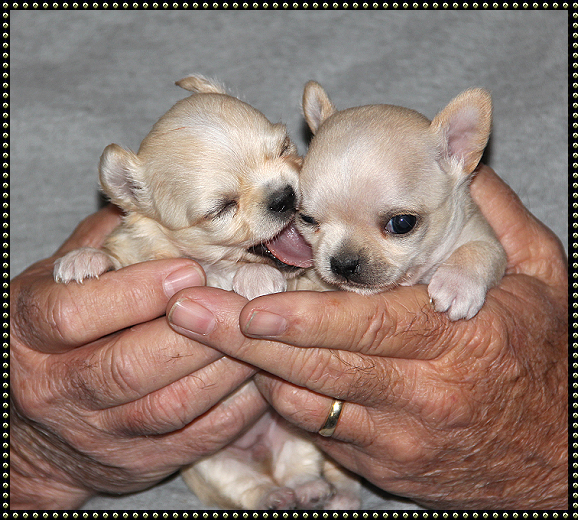 Chihuahua Puppy Size Chart